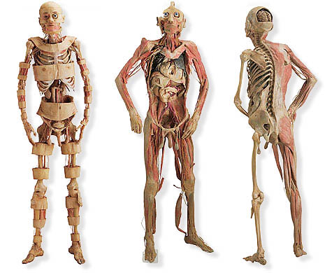 Funciones Del Esqueleto Humano Pdf