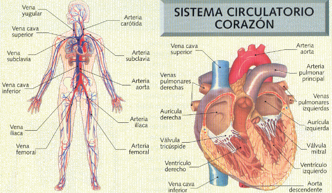 Sistemas circulatorio humano mpower nuance